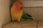 Prachtig koppel agapornis fisheri opaline geel x euwing, Meerdere dieren, Dwergpapegaai of Agapornis, Geringd