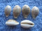 Schelpen: Cypraea dayritiana Cate gem 12-16mm, Verzenden, Schelp(en)