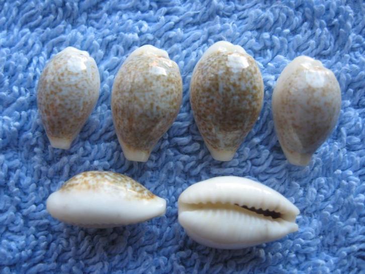 Schelpen: Cypraea dayritiana Cate gem 12-16mm, Verzamelen, Mineralen en Fossielen, Schelp(en), Verzenden