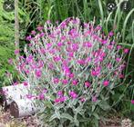 GRATIS Stekjes Roze Prikneus 2-5 cm hoog, bloeit in 2025, Tuin en Terras, Planten | Tuinplanten, Halfschaduw, Zomer, Tweejarig