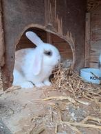 Jong konijntje, Dieren en Toebehoren, Mannelijk, Middelgroot, Hangoor, 0 tot 2 jaar