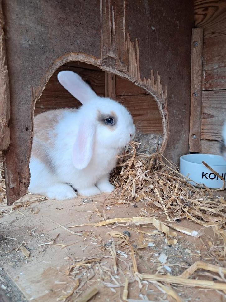 Jong konijntje, Dieren en Toebehoren, Konijnen, Middelgroot, Mannelijk, 0 tot 2 jaar, Hangoor