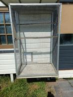 Ren te koop, Dieren en Toebehoren, Vogels | Duiven, Mannelijk