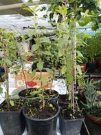 Surinaamse planten in pot, Ophalen of Verzenden, Overige soorten, Volle zon