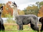 VERKOCHT: GRIJZE Alpaca merrie, Dieren en Toebehoren, Overige Dieren, September, Vrouwelijk
