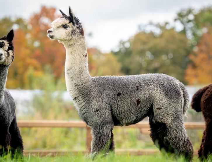 VERKOCHT: GRIJZE Alpaca merrie, Dieren en Toebehoren, Overige Dieren, Vrouwelijk, September