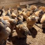 Brahma buff zwart hennen van 6 weken oud, Dieren en Toebehoren, Pluimvee, Vrouwelijk, Kip