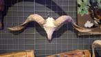 Buffelkop - Longhoorns - Ram schedel - Dieren schedels, Kouwehoek 1b, Cave & Garden, Nieuw, Ophalen of Verzenden
