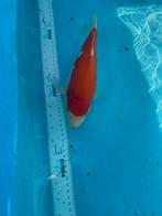 Kohaku koi, Dieren en Toebehoren, Karper of Koi
