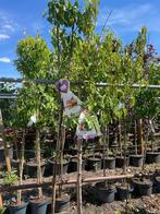 fruitbomen, Ophalen, Overige soorten, Volle zon, 100 tot 250 cm