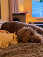 Labradoodle pups, Rabiës (hondsdolheid), Reu, 8 tot 15 weken, Meerdere