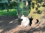 Wallaby"s, Dieren en Toebehoren, Overige Dieren, Augustus, Meerdere dieren