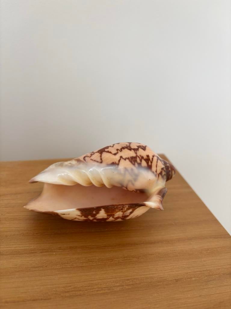 Zeldzame Cymbiola Nobilis Voluutschelp - 10 cm, Ophalen of Verzenden, Zo goed als nieuw