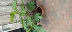VIJG IN POT, Ophalen, Minder dan 100 cm, In pot, Vijgenboom