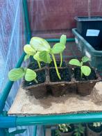 Snack komkommer moestuik stekjes, Ophalen, Zomer, Volle zon