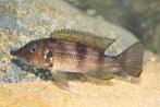 Gnathochromis Permaxillaris Volwassen Wildvang, Dieren en Toebehoren, Vis