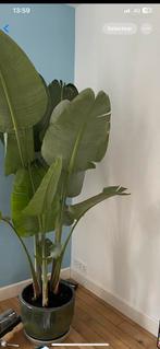 Bananenplant, Huis en Inrichting, Kamerplanten, Overige soorten, Minder dan 100 cm, Ophalen of Verzenden, Halfschaduw