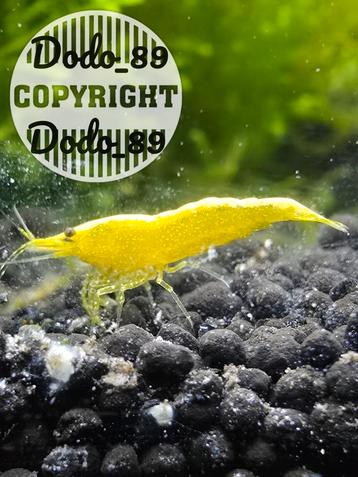Yellow goldenback. Gele garnalen. Yellow neon fire backline beschikbaar voor biedingen