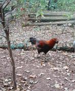 Araucana, Dieren en Toebehoren, Pluimvee, Meerdere dieren, Kip