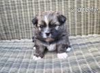 Puppy's, Dieren en Toebehoren, Honden | Chihuahua's en Gezelschapshonden, Rabiës (hondsdolheid), 8 tot 15 weken, Meerdere, Meerdere dieren