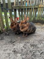 Twee prachtige rex konijnen, Dieren en Toebehoren, Konijnen, Meerdere dieren, Middelgroot, 3 tot 5 jaar
