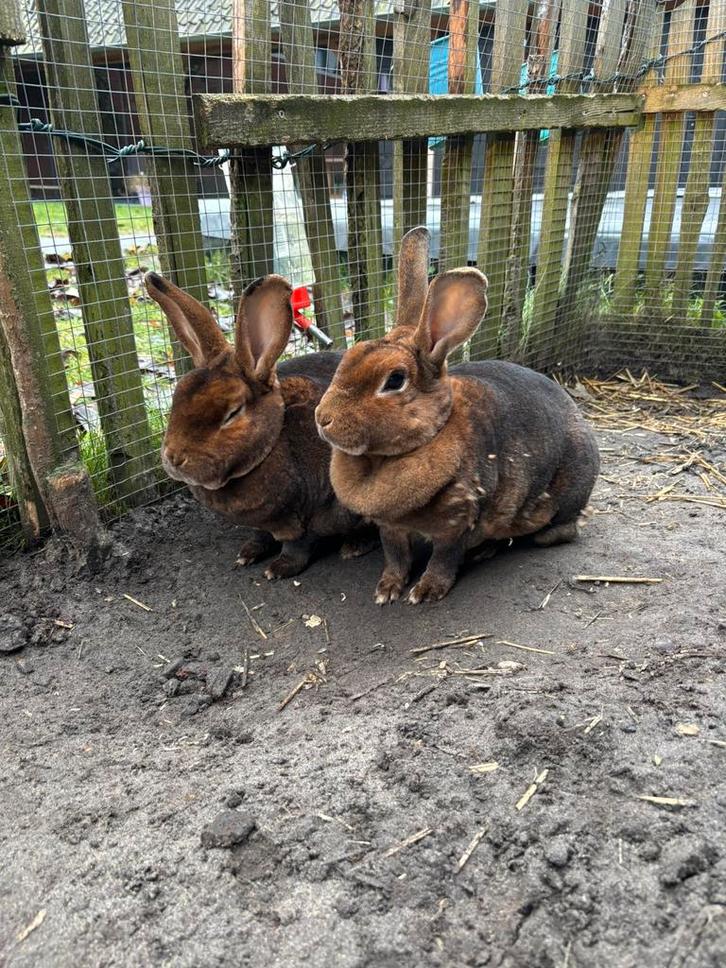 Twee prachtige rex konijnen, Dieren en Toebehoren, Konijnen, Middelgroot, Meerdere dieren, 3 tot 5 jaar