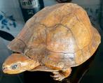 Taxidermie: opgezette schildpad, Ophalen of Verzenden, Zo goed als nieuw, Vogel, Opgezet dier
