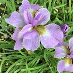 Iris lila met geel hart - Vroege Voorjaarsbloeier, Tuin en Terras, Planten | Tuinplanten, Volle zon, Vaste plant, Lente, Ophalen