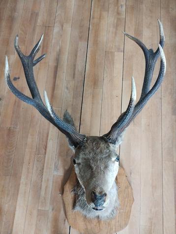 Hertenkop hertengewei groot taxidermie  beschikbaar voor biedingen