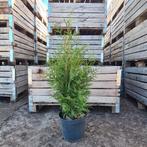 Thuja Brabant 80cm, Ophalen, Conifeer, Haag, Minder dan 100 cm