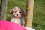 Maltipoo pups mooi klein blijvend, Rabiës (hondsdolheid), Overige rassen, 8 tot 15 weken, Buitenland