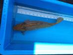 Koi chagoi Marusei 63cm male, Dieren en Toebehoren, Vissen | Vijvervissen, Karper of Koi