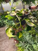Philodendron Brasil Hangplant - Makkelijk!, Huis en Inrichting, Kamerplanten, Ophalen of Verzenden