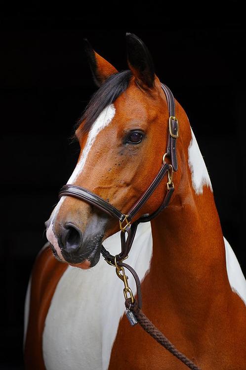 Verzorger gezocht, Dieren en Toebehoren, Paarden en Pony's | Verzorgingsproducten, Ophalen