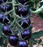Zwarte tomaten, Ophalen, Voorjaar, Volle zon, Zaad