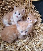2 Boerderij kittens, Dieren en Toebehoren, Katten en Kittens | Overige Katten, Meerdere dieren, Kortharig, 0 tot 2 jaar