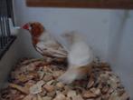 Koppel oranjeborst zwartborst isabel zebravinken, Meerdere dieren, Tropenvogel, Geringd