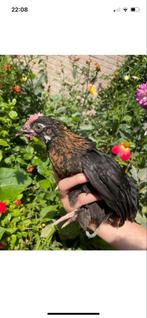 Leuke haantjes gratis kriel, Dieren en Toebehoren