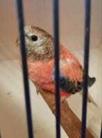 Mooie opaline bourke parkiet van 2025, Dieren en Toebehoren, Vogels | Parkieten en Papegaaien, Geslacht onbekend, Parkiet