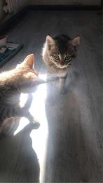 Kitten