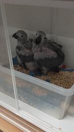 Tamme baby Grijze roodstaart papegaaien, Meerdere dieren, Papegaai, Geringd