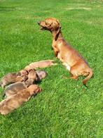 Kaninchen/ dwergteckel pupjes kortharig, 8 tot 15 weken, Korthaar, Dwerg, Meerdere