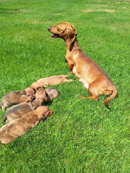 Kaninchen/ dwergteckel pupjes kortharig, Dieren en Toebehoren, Honden | Teckels en Dashonden, Meerdere dieren, Korthaar, Dwerg