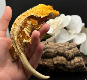 Bewezen lilly white dame met terrarium beschikbaar voor biedingen