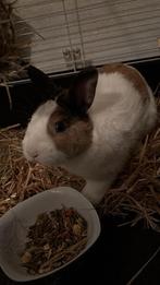 Gratis konijnen, Dieren en Toebehoren, Konijnen, Meerdere dieren, Klein, 0 tot 2 jaar