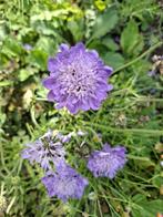 Scabiosa 'Columbaria' - Schurftkruid Lila, Tuin en Terras, Ophalen of Verzenden, Voorjaar, Volle zon, Zaad