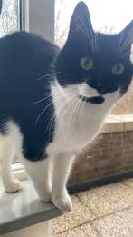 Fijn adres voor twee katten gezocht!, 3 tot 5 jaar