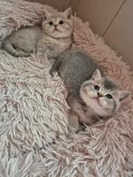 Prachtige raszuivere britse korthaar kittens, Dieren en Toebehoren, Meerdere dieren, Ontwormd, 0 tot 2 jaar
