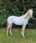 Mooie appaloosa D/E pony merrie jaarling, Dieren en Toebehoren, Merrie, 0 tot 2 jaar, Gechipt, Onbeleerd