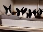 Jonge raszuivere Hollander konijntjes, Dieren en Toebehoren, Konijnen, Vrouwelijk, 0 tot 2 jaar